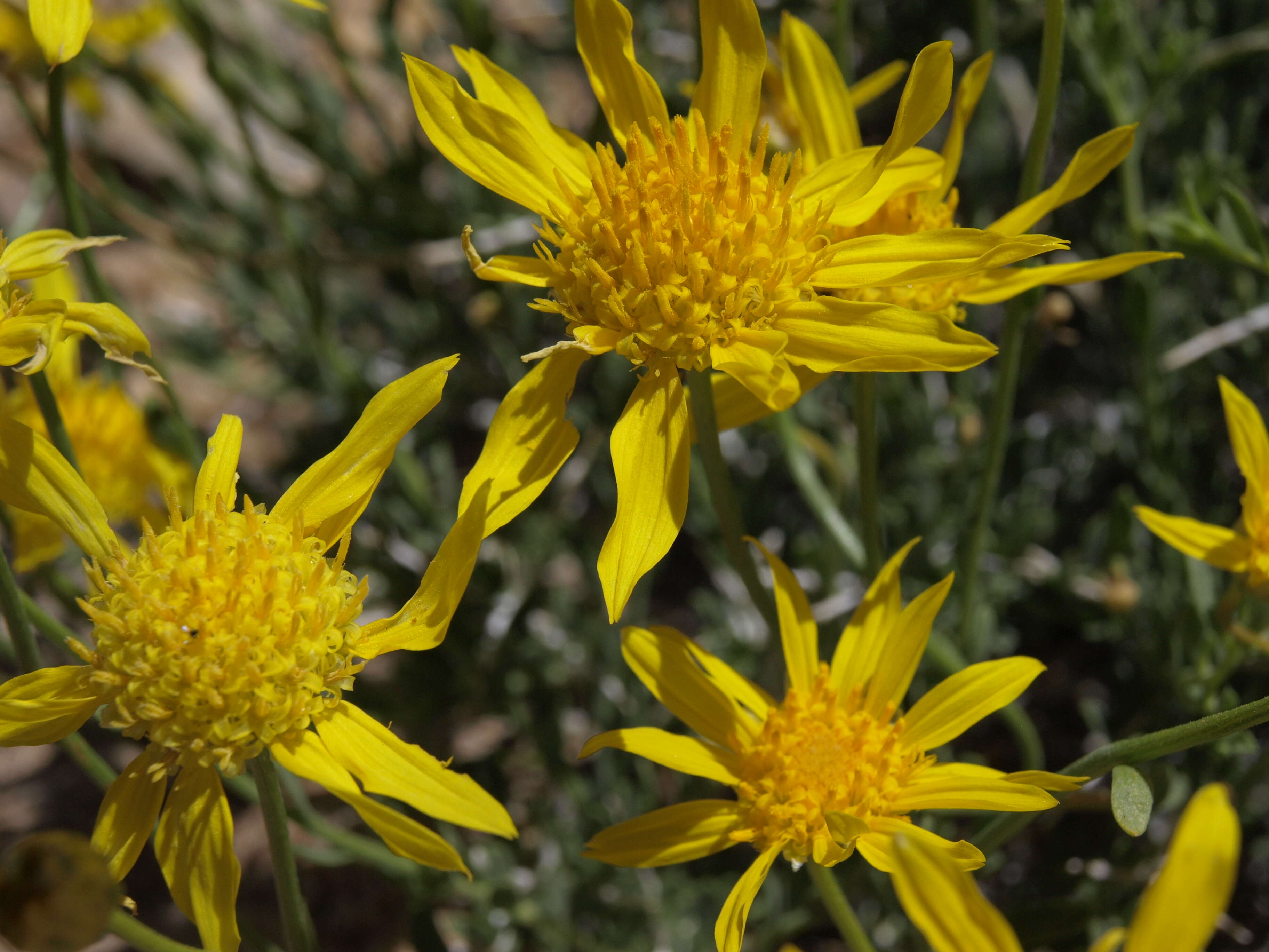 Imagem de Acamptopappus shockleyi A. Gray