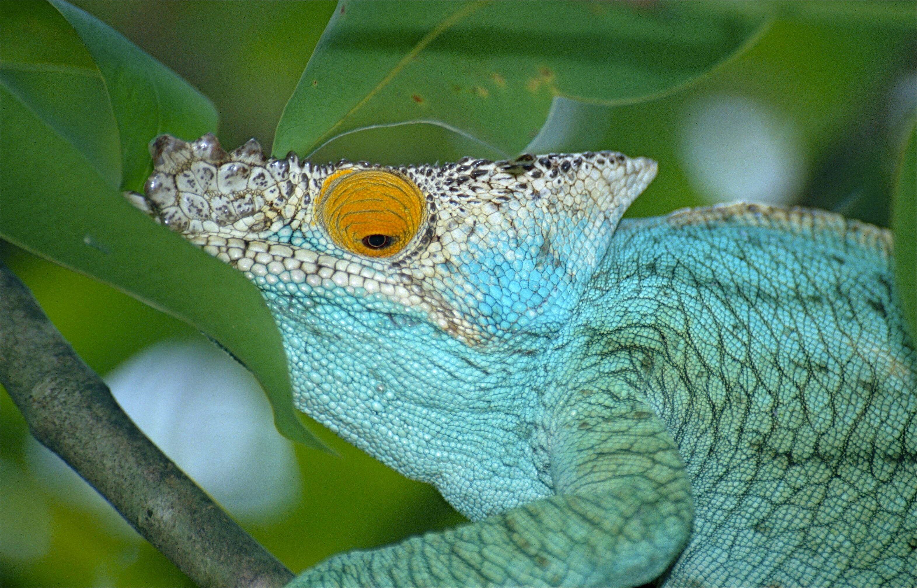 Image of Madagascar & Seychelles Islands Chameleons