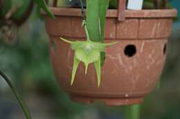 Imagem de Aeranthes grandiflora Lindl.