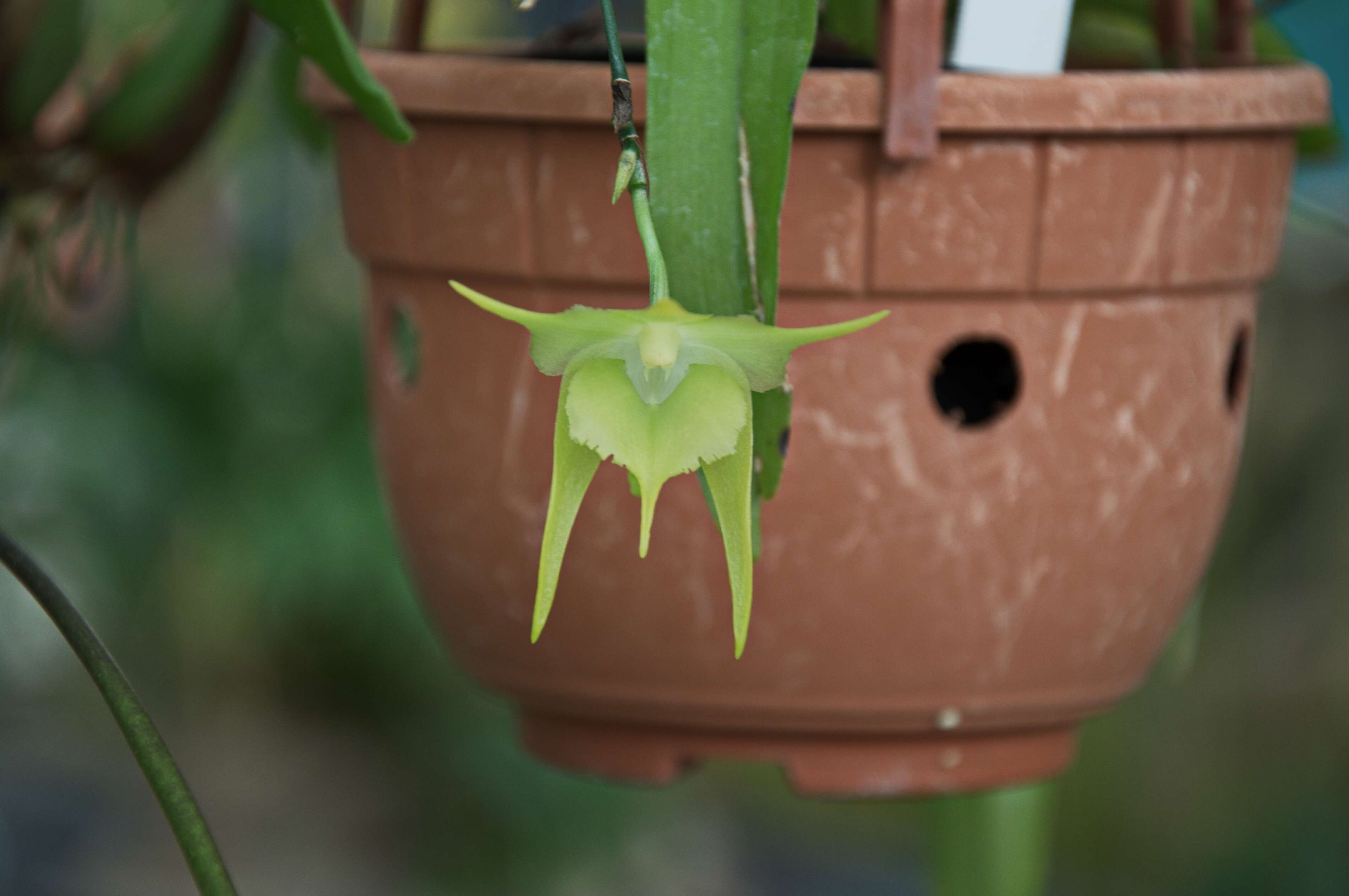 Imagem de Aeranthes grandiflora Lindl.