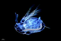 Image of Daphniidae