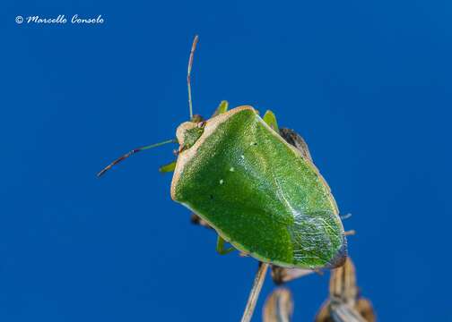 Image of Southern green stink bug