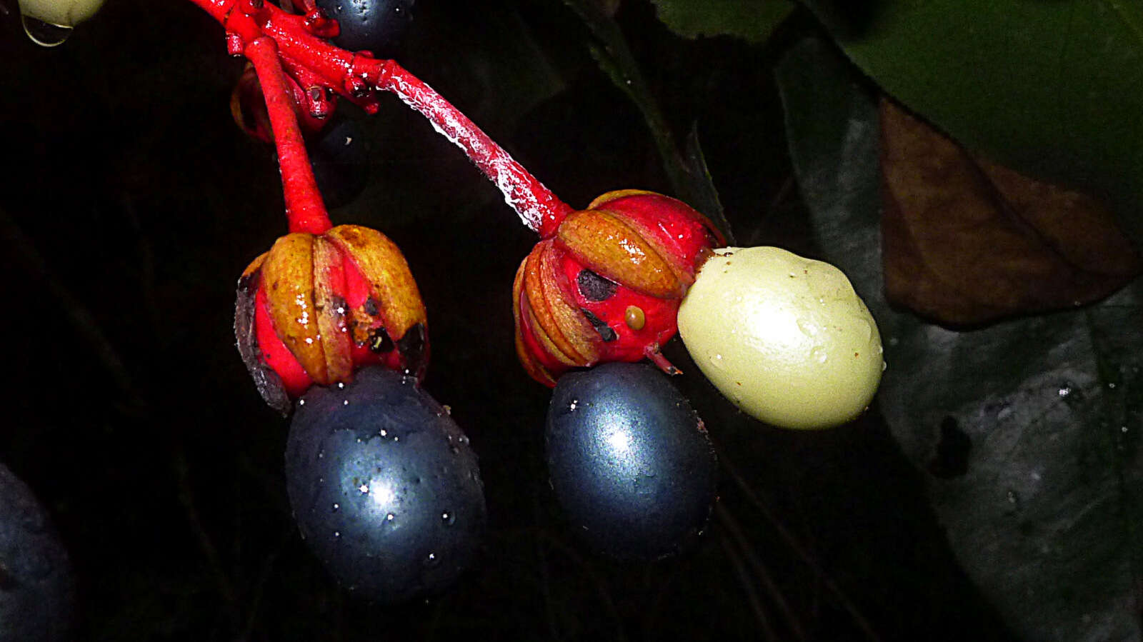 صورة Ouratea gigantophylla (Erhard) Engl.