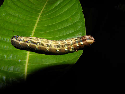 Image de Isertia scorpioides B. M. Boom