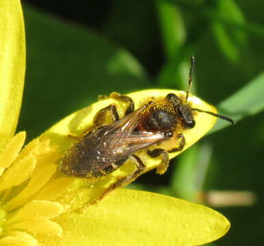 Image de Andrena dorsata (Kirby 1802)