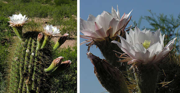 Image of Echinopsis terscheckii (J. Parm. ex Pfeiff.) H. Friedrich & G. D. Rowley