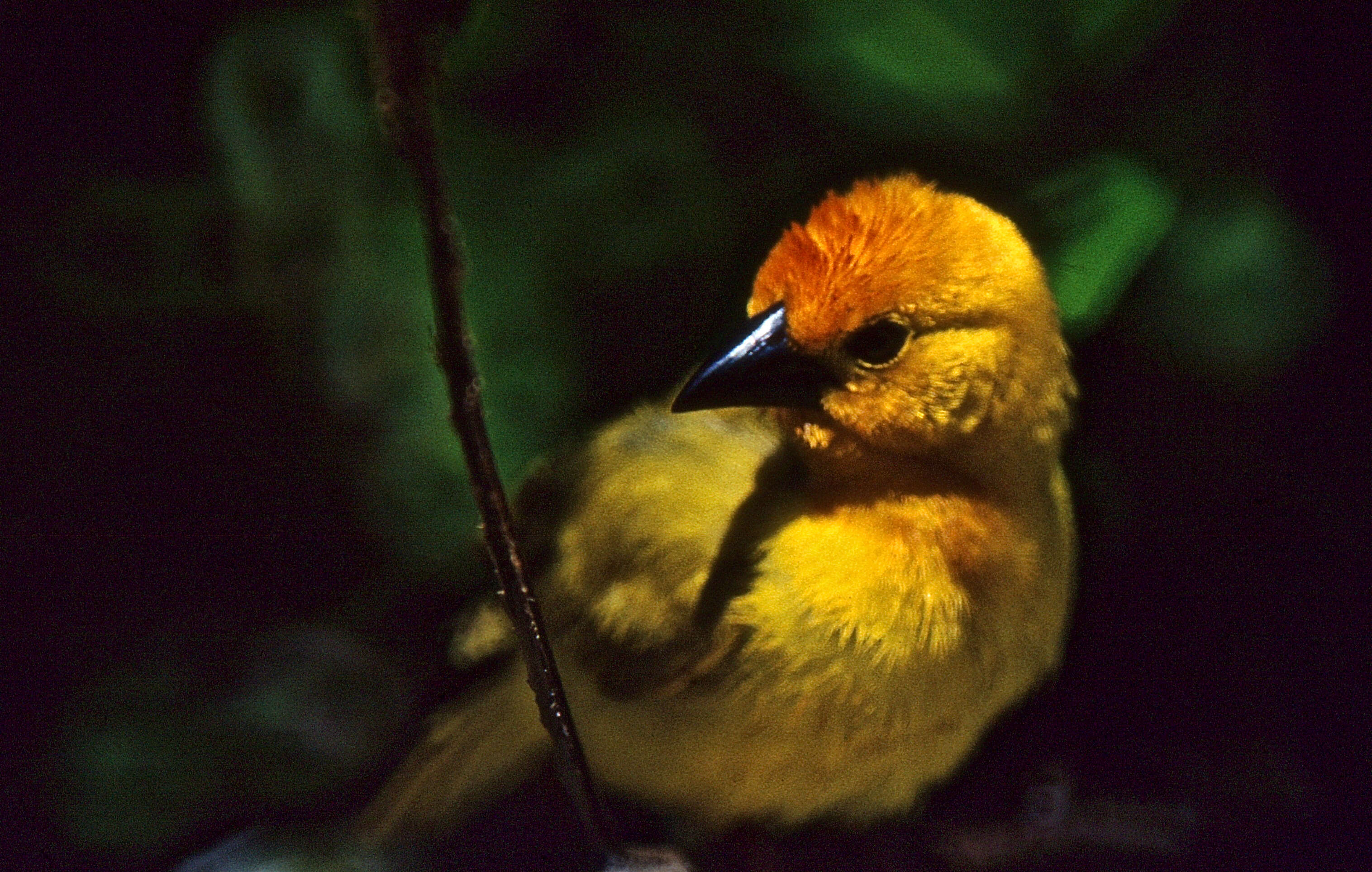Image of Golden Palm Weaver