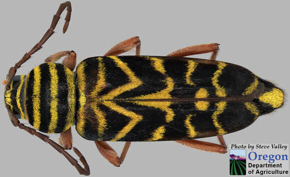 Image of Locust Borer