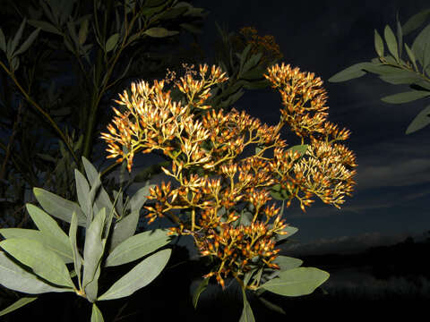 Image of Tessaria integrifolia Ruiz & Pav.