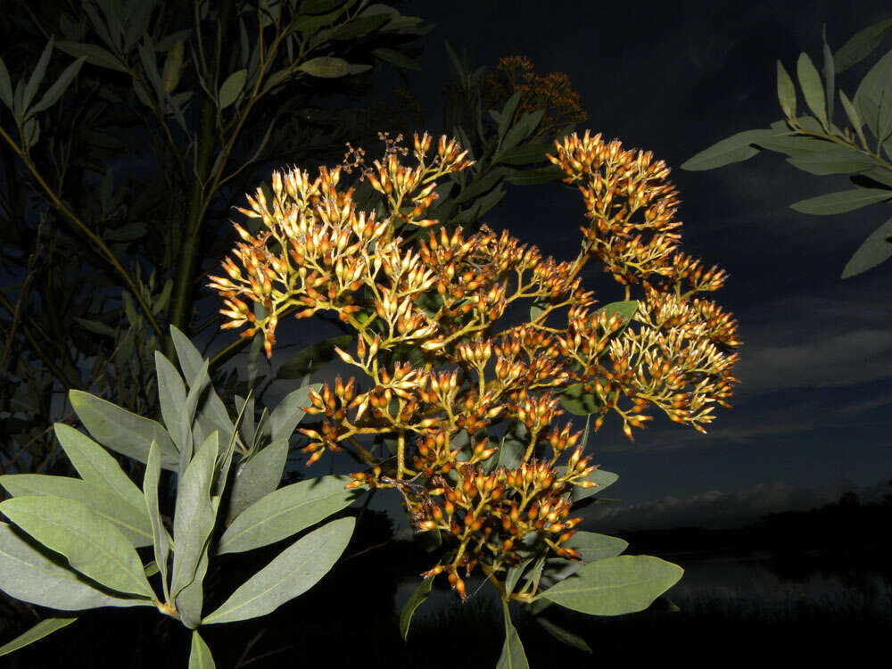 Plancia ëd Tessaria integrifolia Ruiz & Pav.