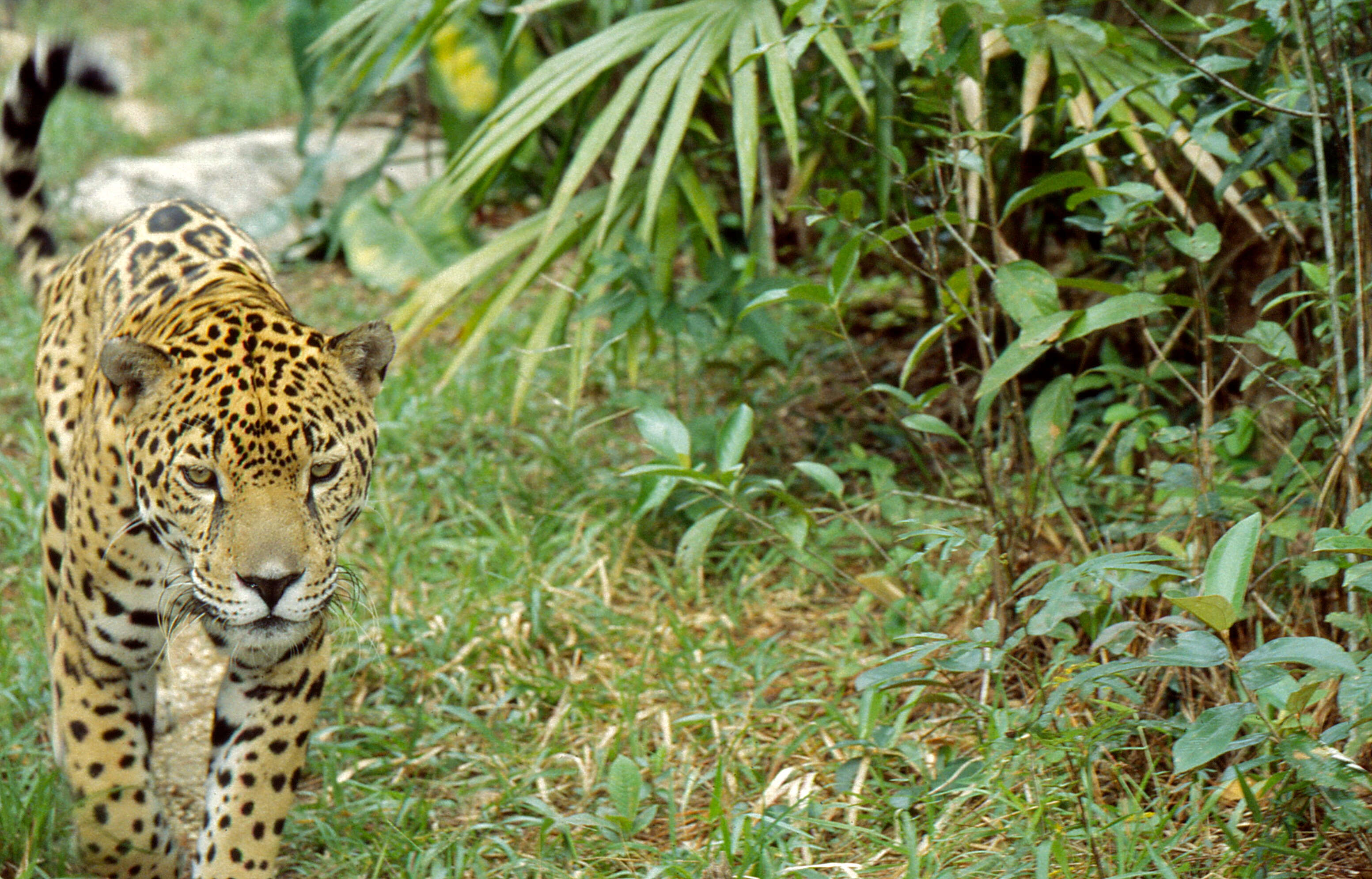 Image of Jaguar