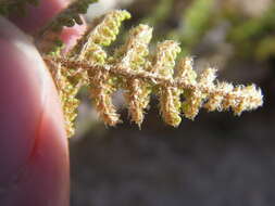 Image of beaded lipfern