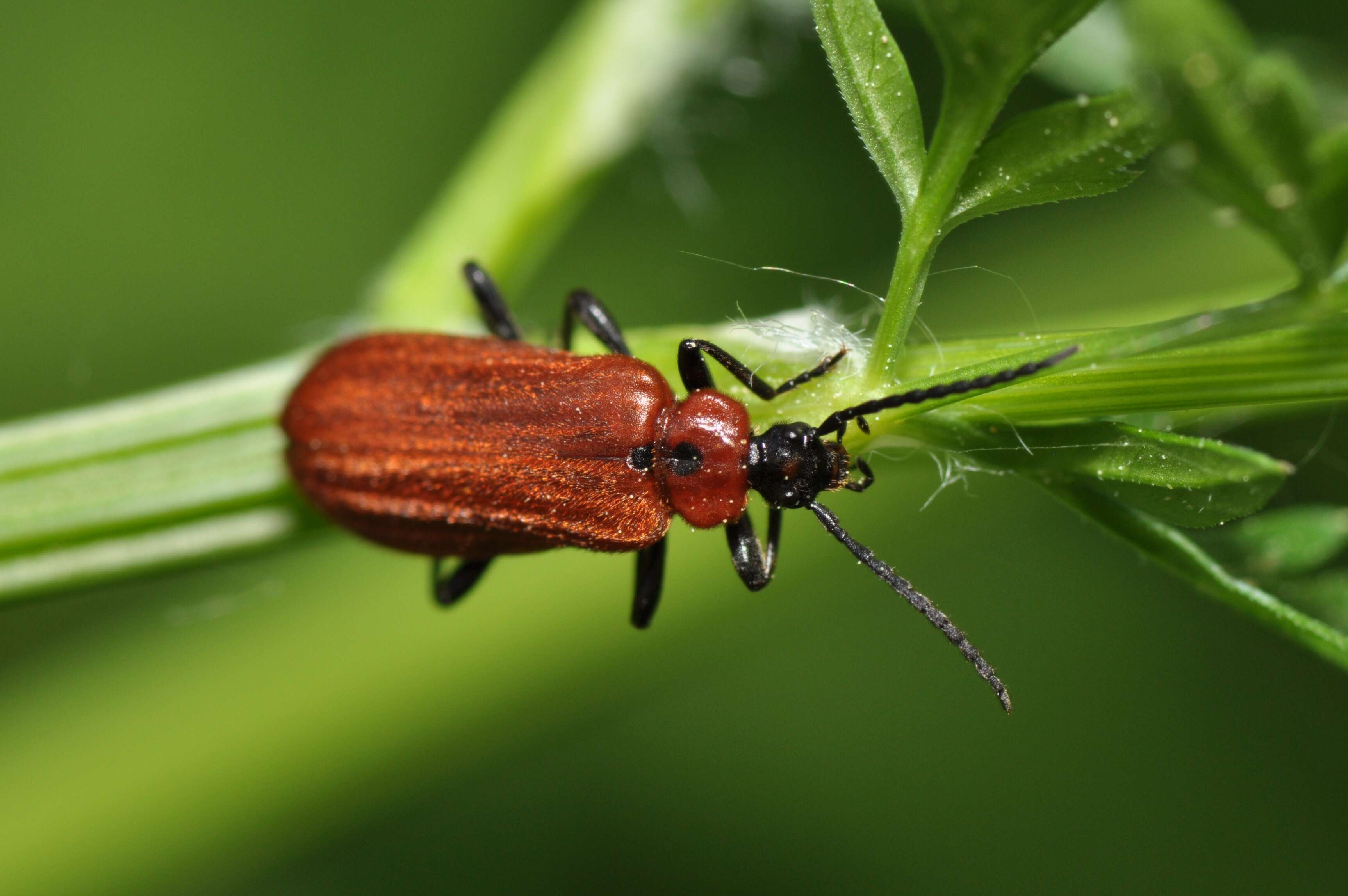 Image of Schizotus