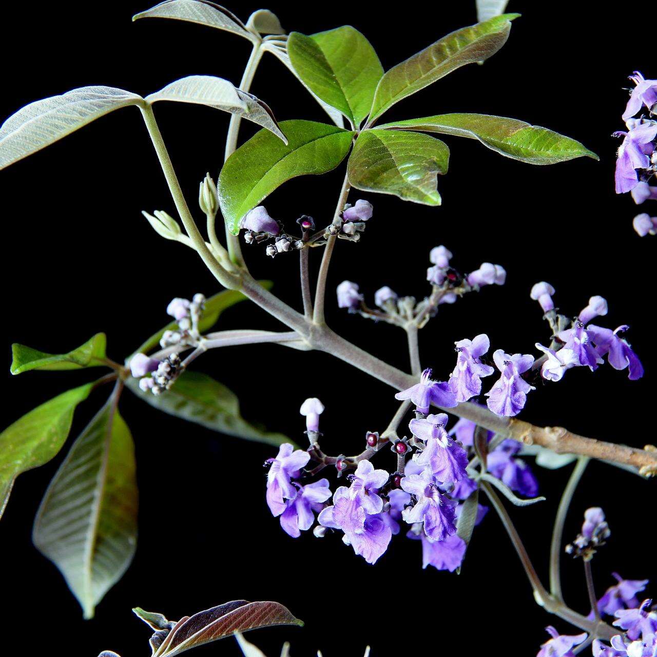 Image of Vitex polygama Cham.