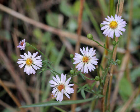 Image of rice button aster