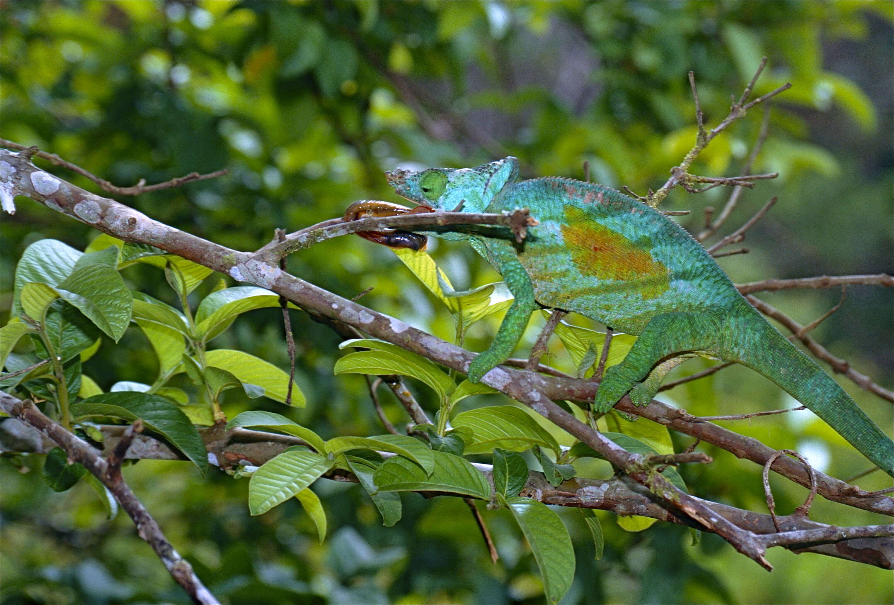 Image of Madagascar & Seychelles Islands Chameleons