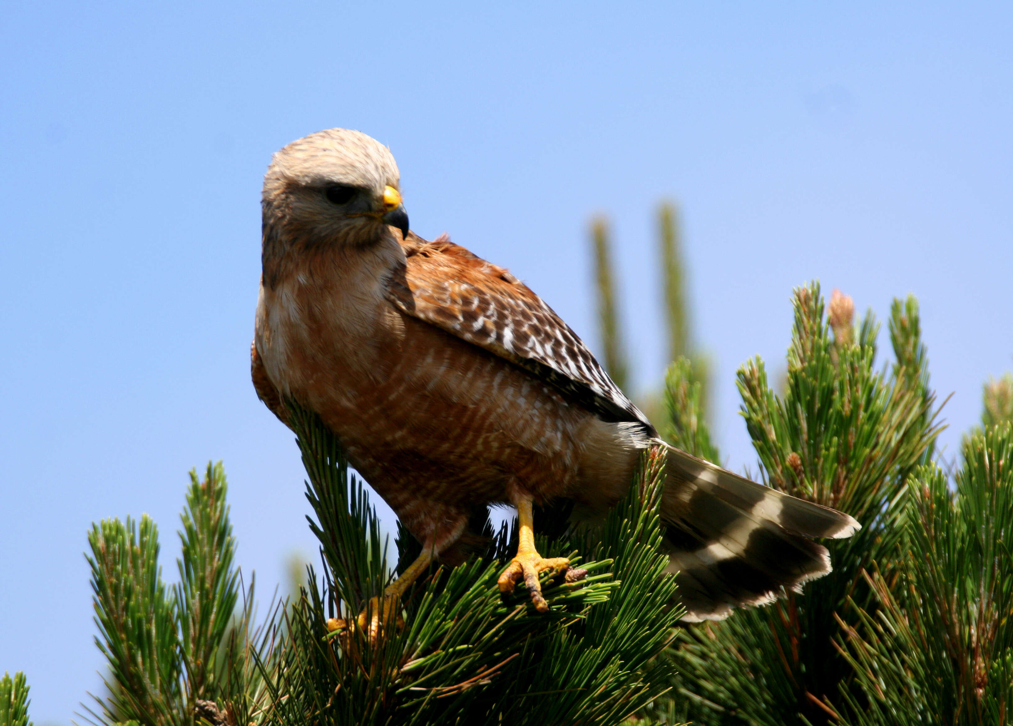 Image of Buteo Lacépède 1799