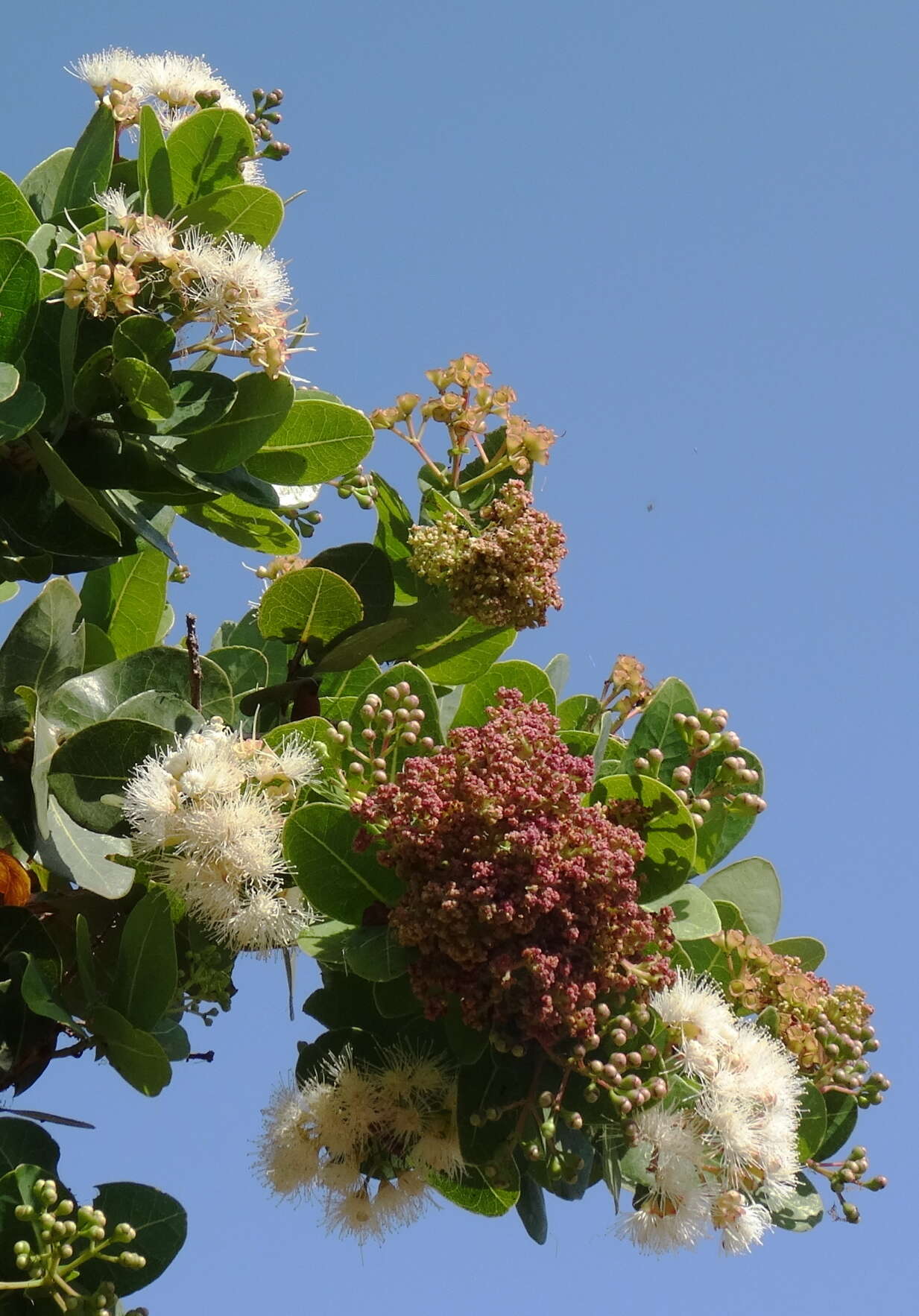 Image of Bush Cherries