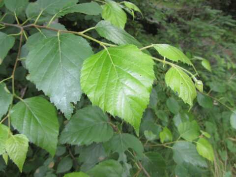 Image of paper birch