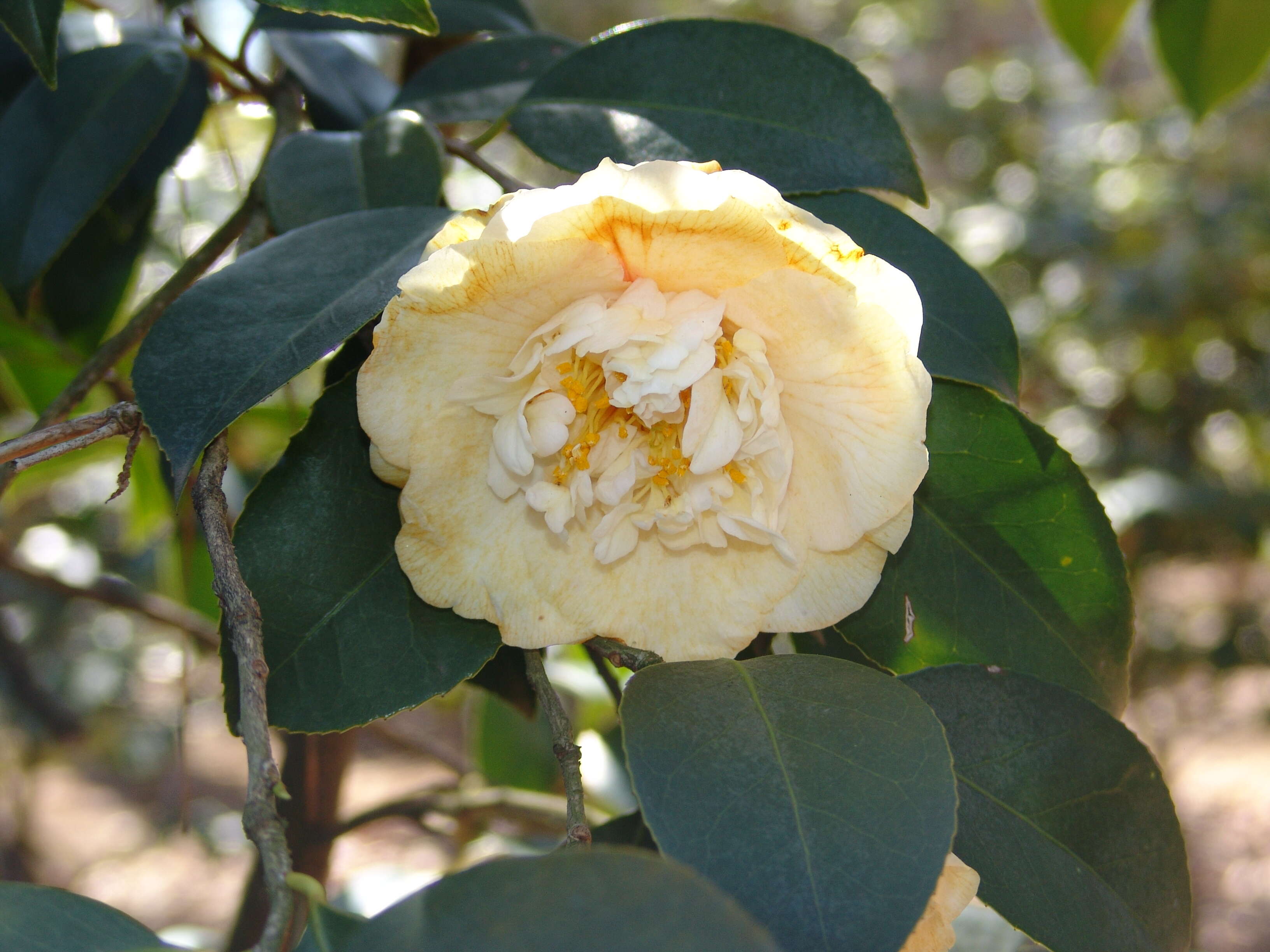 Слика од Camellia japonica L.