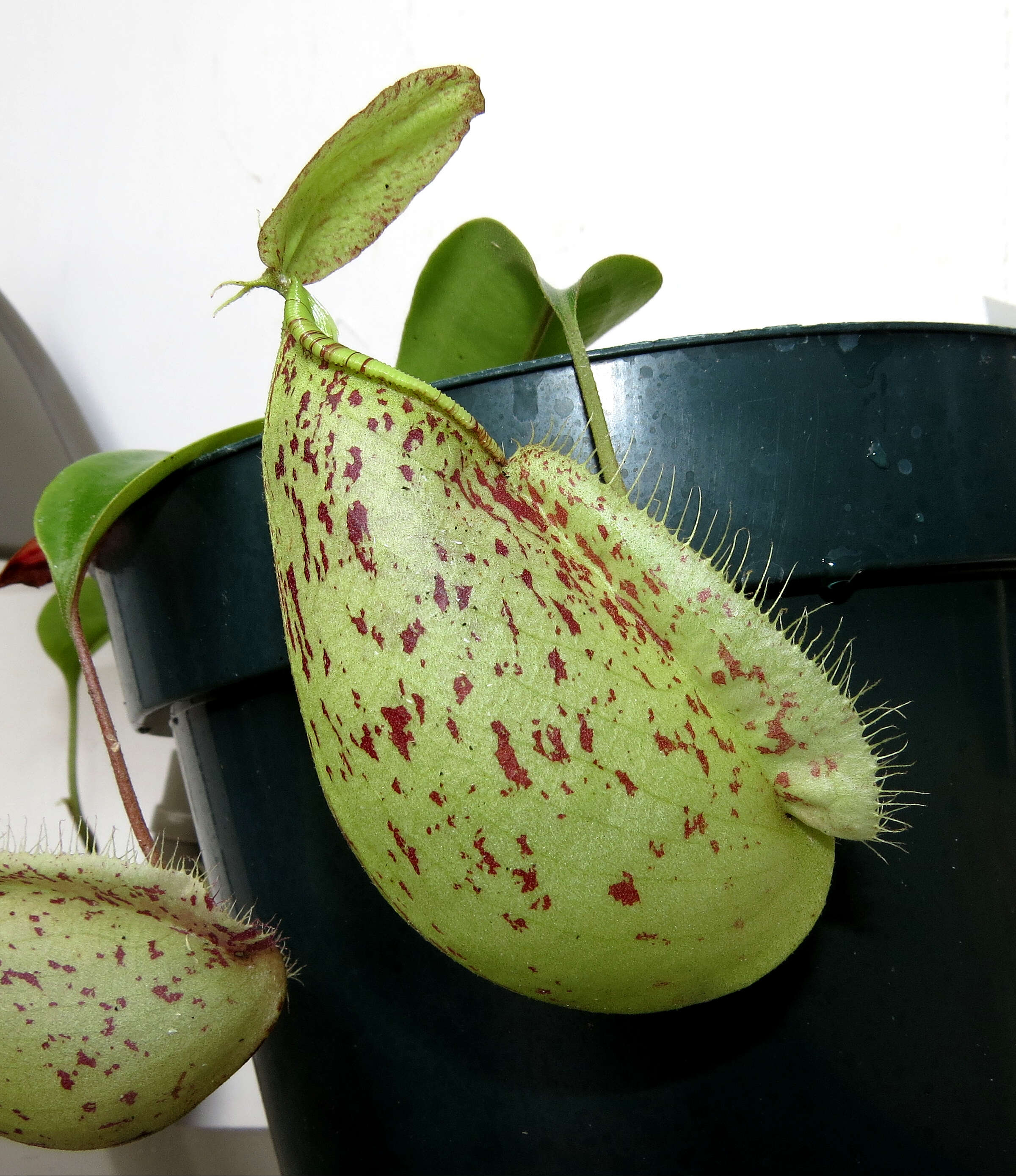 Image of Flask-Shaped Pitcher-Plant