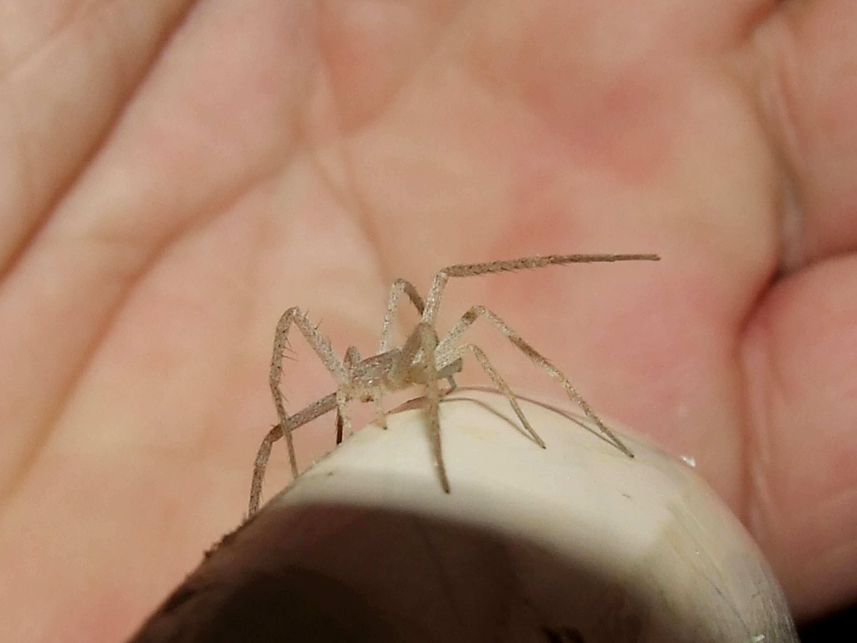 Image of long-legged sac spiders