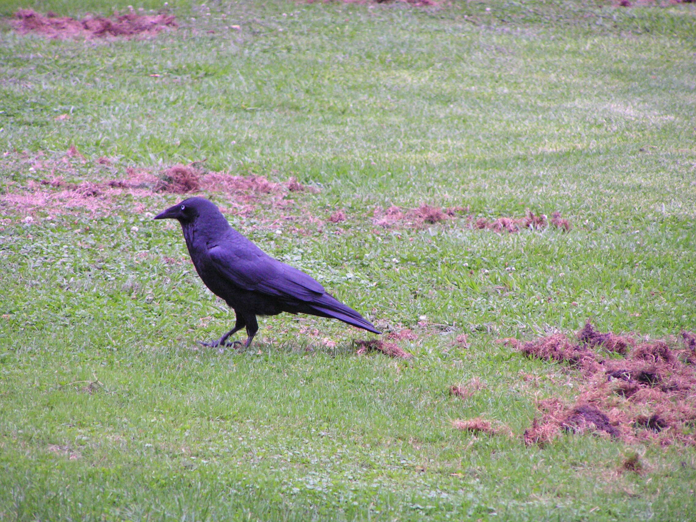 Imagem de Corvus coronoides Vigors & Horsfield 1827