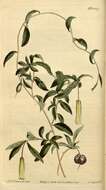 Image de Billardiera longiflora Labill.