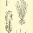 Image of Oligometrides adeonae (Lamarck 1816)
