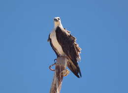 Image of ospreys