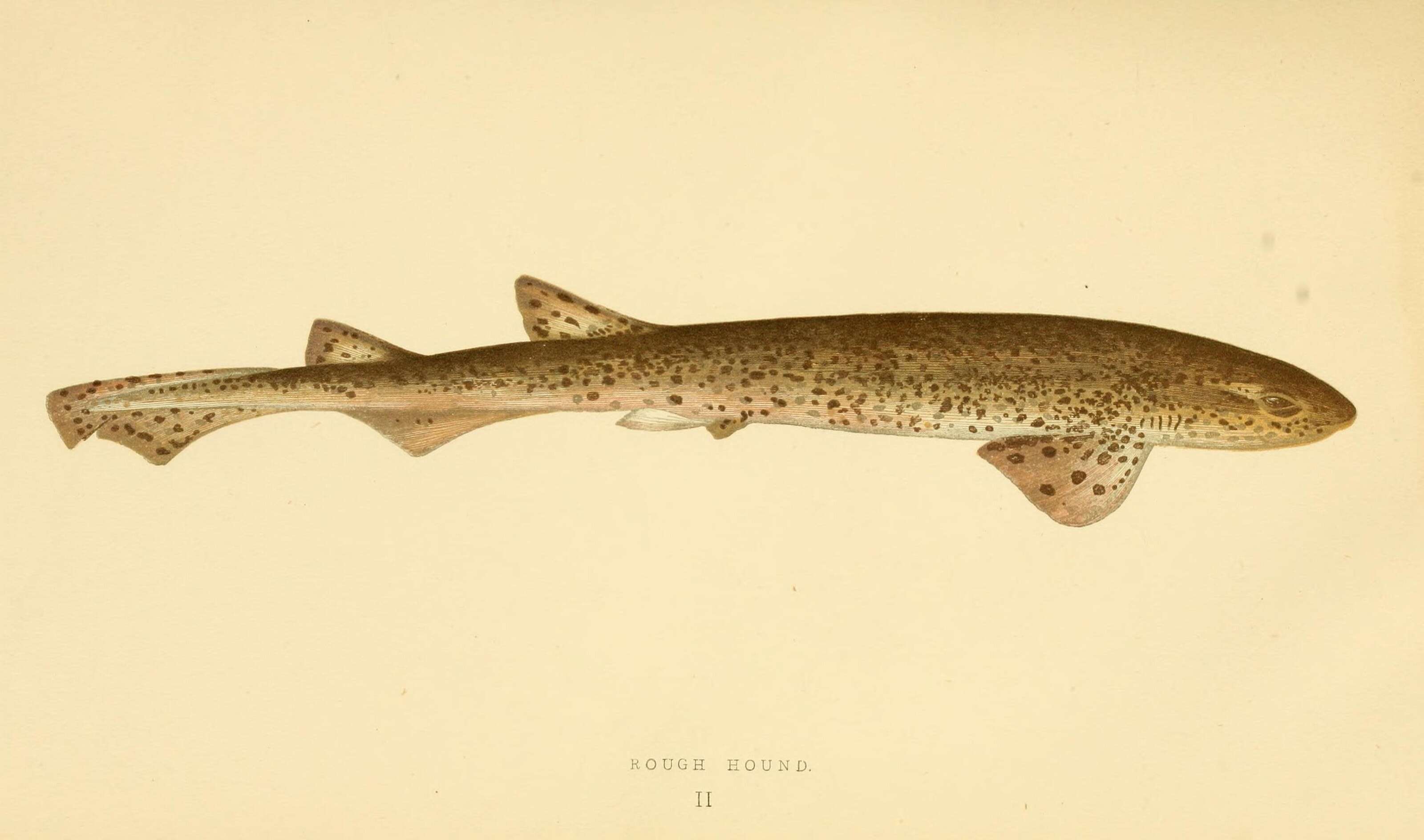 Image of Lesser Spotted Dogfish