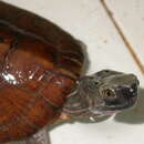 Image of Four-eyed Turtle
