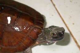 Image of eyed turtle