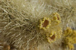 Image of teddybear cholla