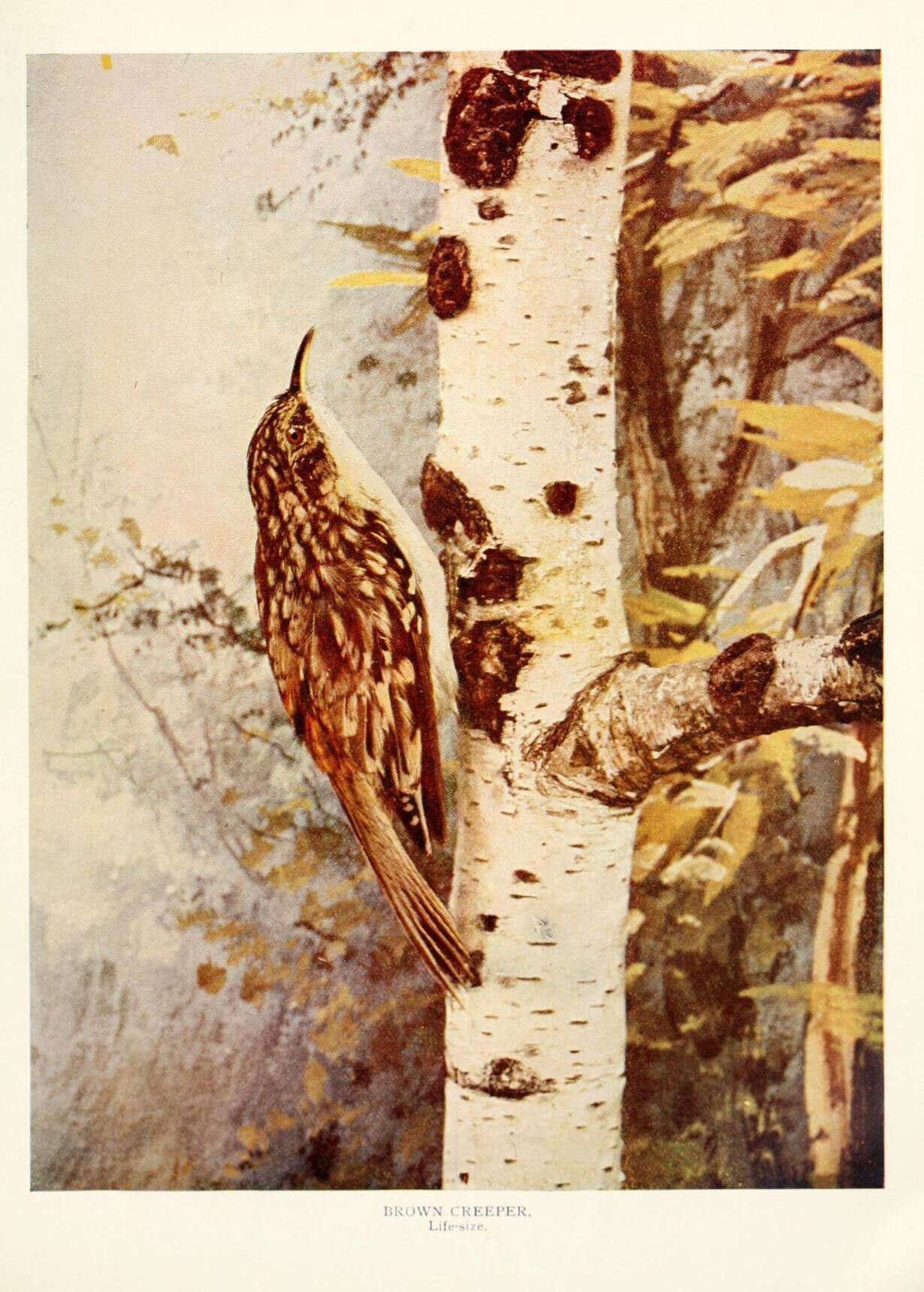 Image of treecreepers