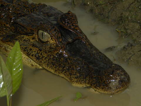 Image of Common Caiman