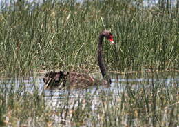 Image of Black Swan