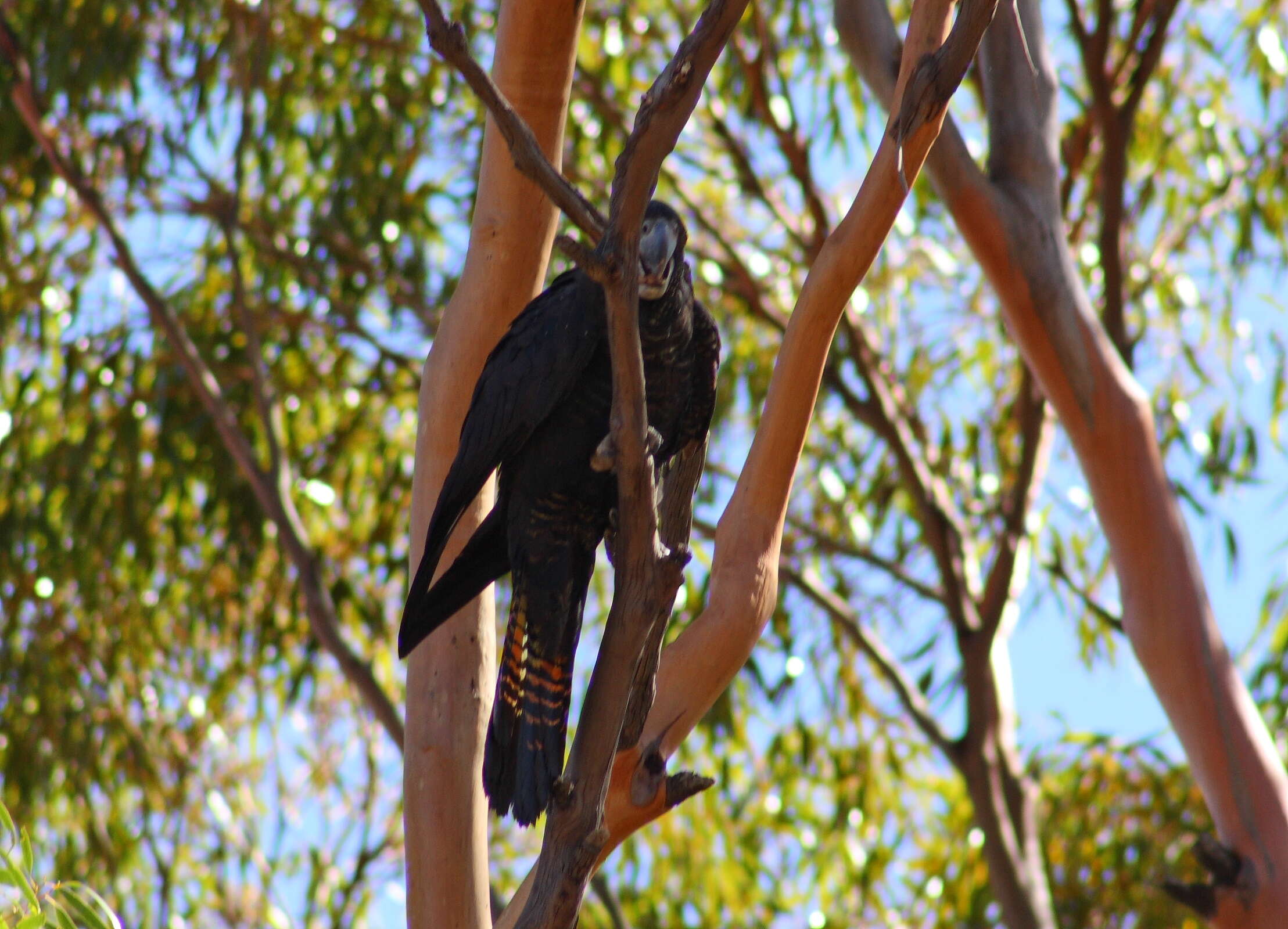 Image of Calyptorhynchus Desmarest 1826