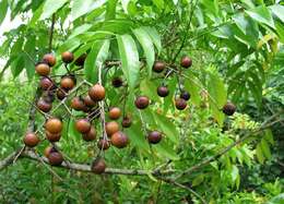 Image of Soapberry Tree