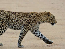 Image of Leopard