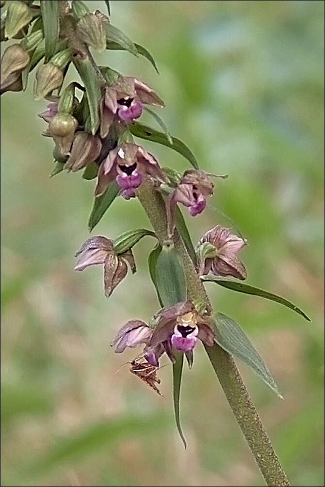 Imagem de Epipactis helleborine subsp. orbicularis (K. Richt.) E. Klein