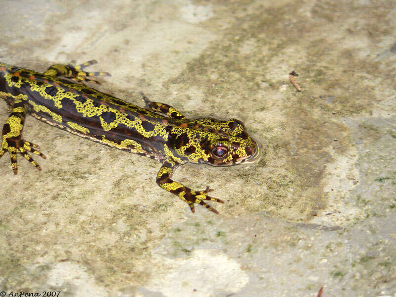 Image of Crested and marbled newts