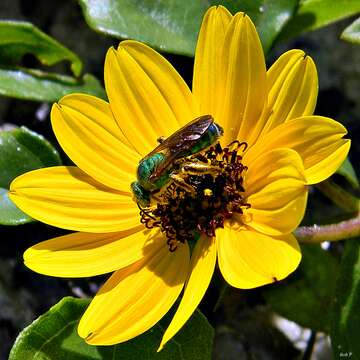 Image of cucumberleaf sunflower