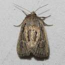 Image of Sordid Wainscot