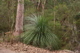 Image of Xanthorrhoea arborea R. Br.