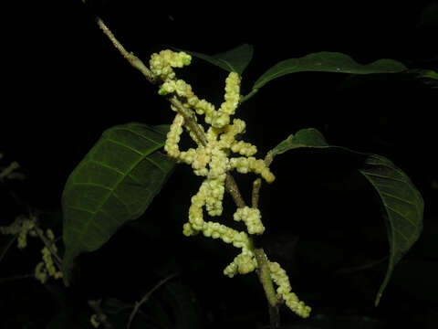 Image of Sorocea affinis Hemsl.