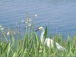 Image de Aigrette neigeuse