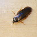 Image of Dubia Cockroach