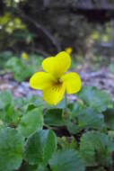 Image of Chilean yellow violet