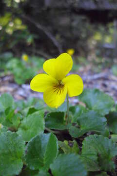 Image of Chilean yellow violet